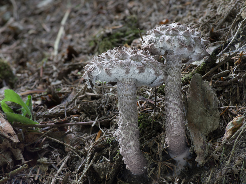 Strobilomyces strobilaceus 